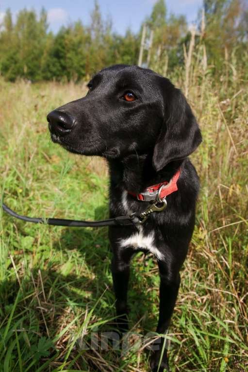 Собаки в Москве: Берта Девочка, Бесплатно - фото 10