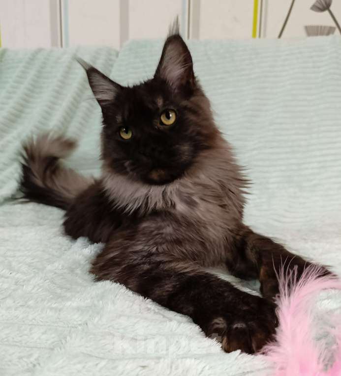 Кошки в Санкт-Петербурге: Мальчик полидакт черный дым Мальчик, 100 000 руб. - фото 9