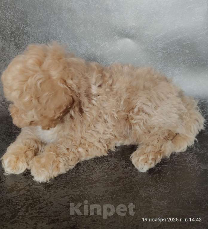 Собаки в Мытищах: Пушон Оскар Мальчик, 180 000 руб. - фото 3