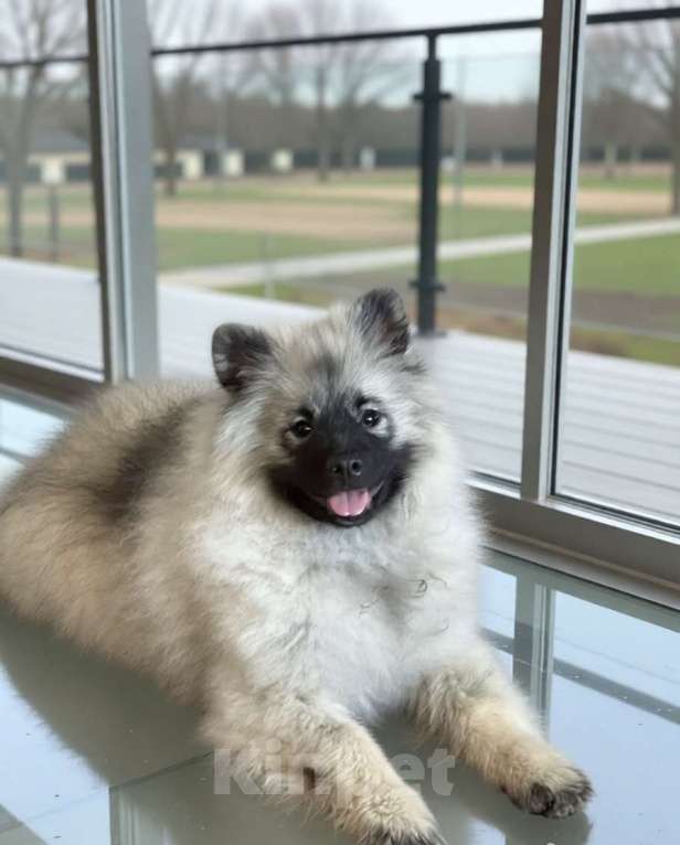 Собаки в Москве: Орион Звездный Из Воронцовского Дворца Мальчик, 80 000 руб. - фото 10