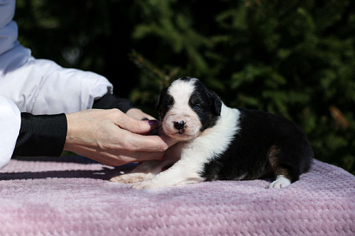 Щенки австралийской овчарки / аусси