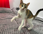 Кошки в Москве: Котенок-девочка в добрые руки Девочка, Бесплатно - фото 7