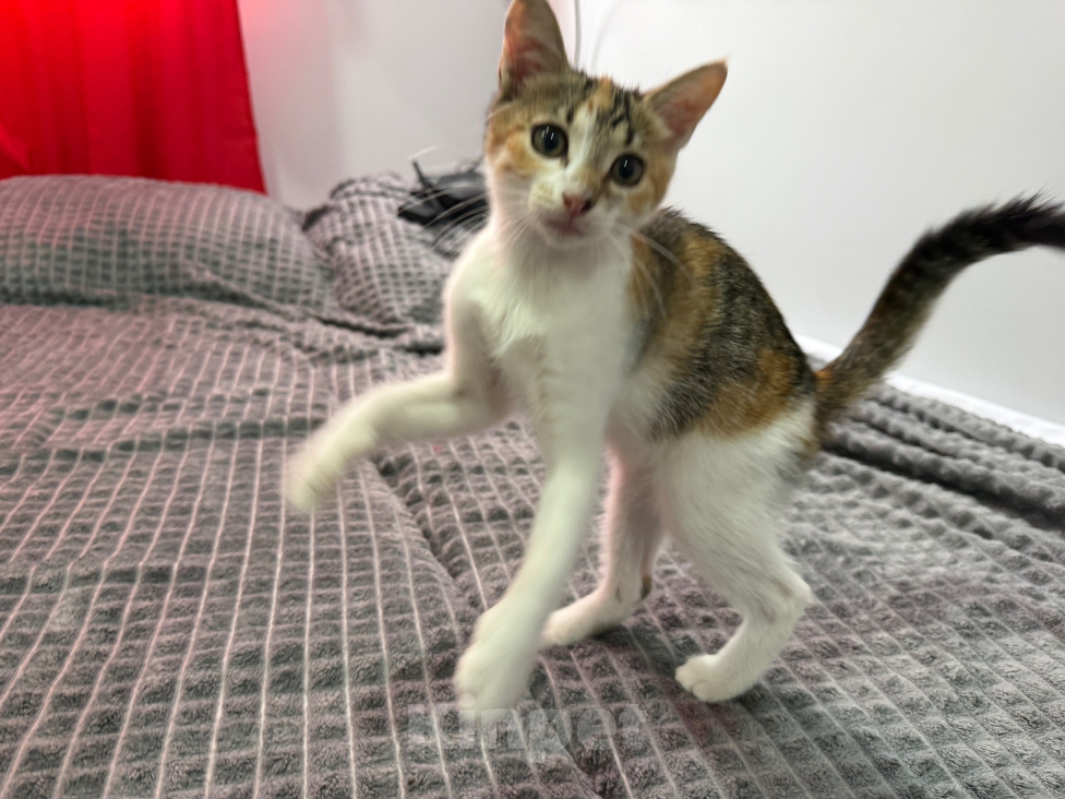 Кошки в Москве: Котенок-девочка в добрые руки Девочка, Бесплатно - фото 7
