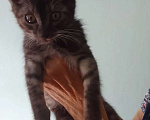Кошки в Красноярске: Котёнок ищет свой дом! Мальчик, Бесплатно - фото 1