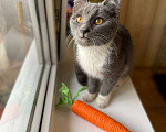 Кошки в Москве: Котёнок Тима (Тимофей) Мальчик, Бесплатно - фото 3
