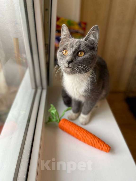 Кошки в Москве: Котёнок Тима (Тимофей) Мальчик, Бесплатно - фото 3