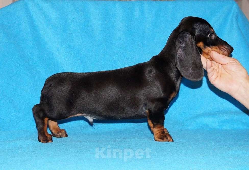 Собаки в Иваново: Такса стандартная г-ш. РКФ Мальчик, Бесплатно - фото 4