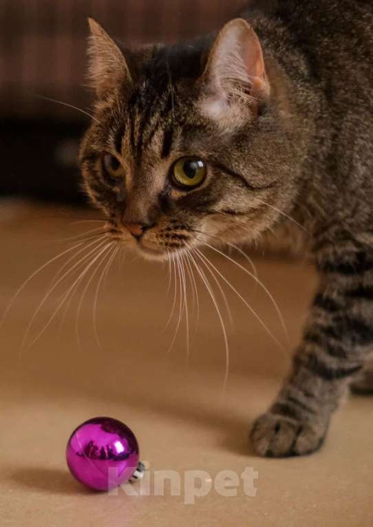 Кошки в Санкт-Петербурге: Жорик Мальчик, Бесплатно - фото 4