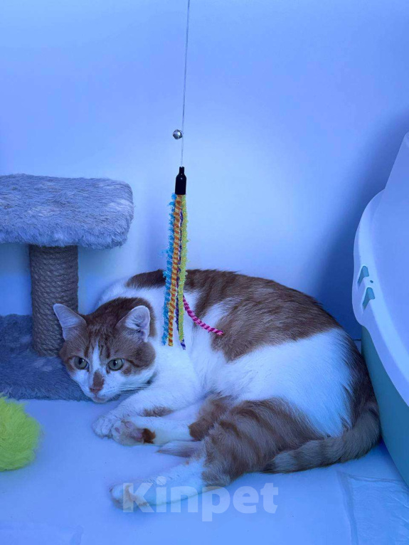 Кошки в Санкт-Петербурге: Котик ищет дом Мальчик, Бесплатно - фото 5