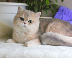 Кошки в Москве: Британский мальчик голубая золотая шиншилла Мальчик, 45 000 руб. - фото 4