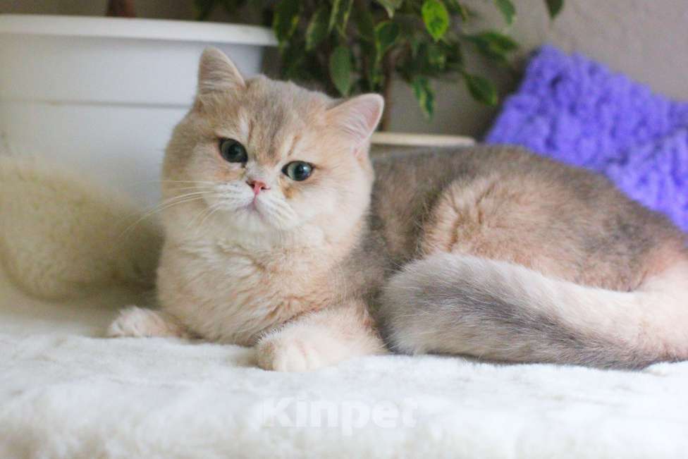 Кошки в Москве: Британский мальчик голубая золотая шиншилла Мальчик, 45 000 руб. - фото 4