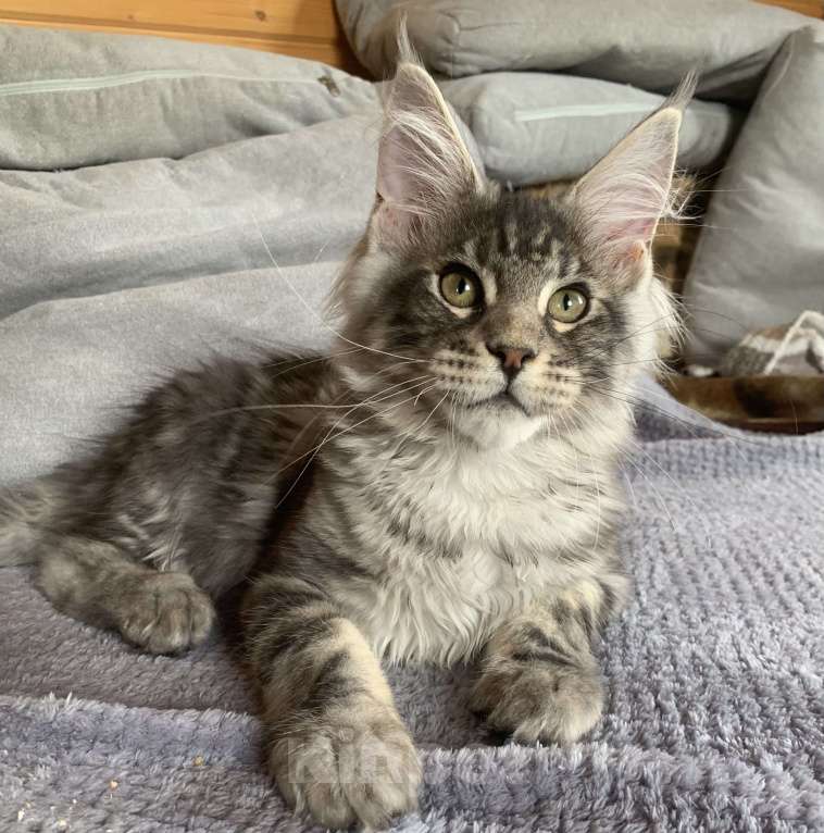 Кошки в Санкт-Петербурге: Котята мейн кун из питомника Nord-Westland Мальчик, 40 000 руб. - фото 6