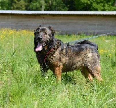 Собаки в Москве: Джек Мальчик, Бесплатно - фото 2