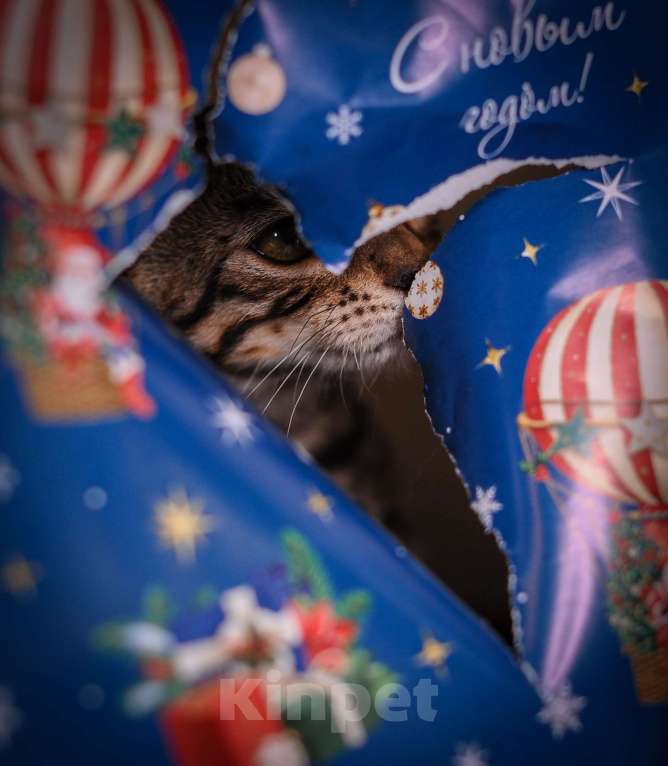 Кошки в Москве: Бенгальский котенок  Мальчик, 35 000 руб. - фото 1