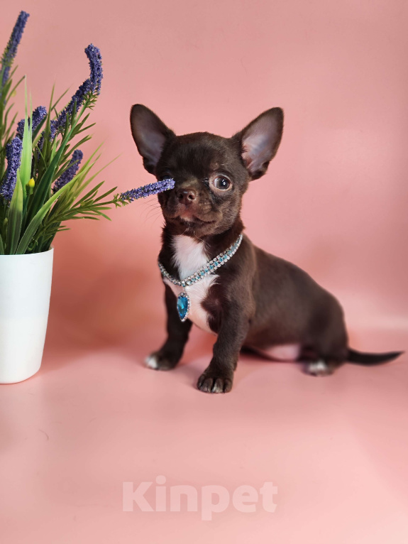 Собаки в Москве: Шоколадка Девочка, 30 000 руб. - фото 2