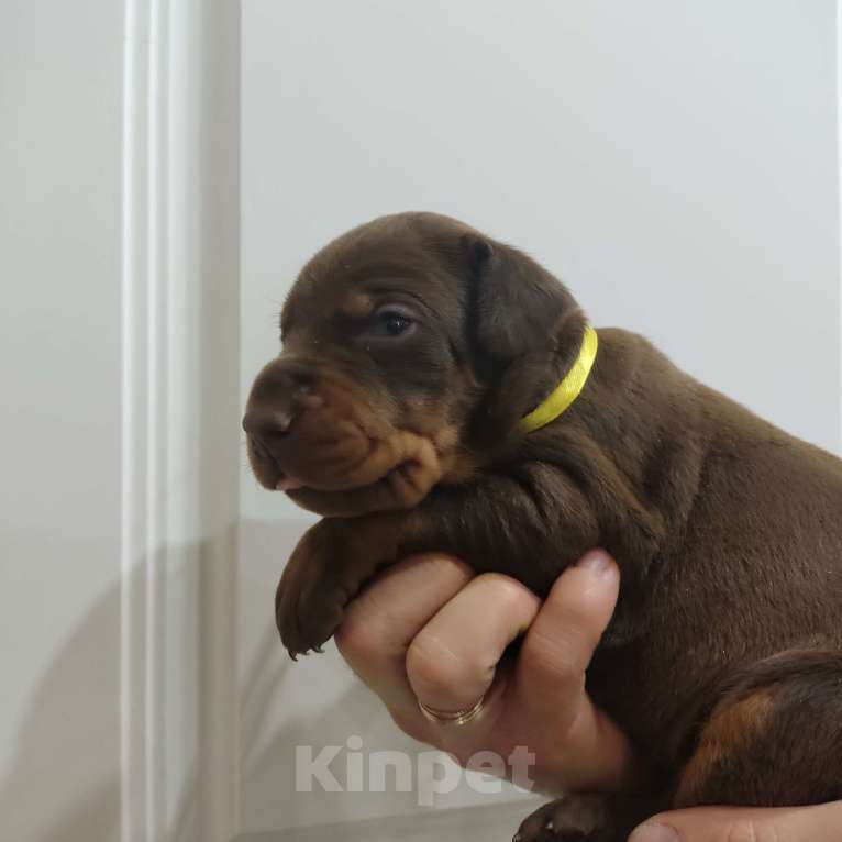 Собаки в других городах Московской области: Щенки добермана Мальчик, 70 000 руб. - фото 4