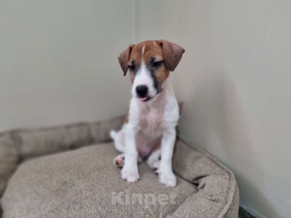 Собаки в Высоковске: Щенок Джек-рассел-терьер Девочка, 40 000 руб. - фото 3