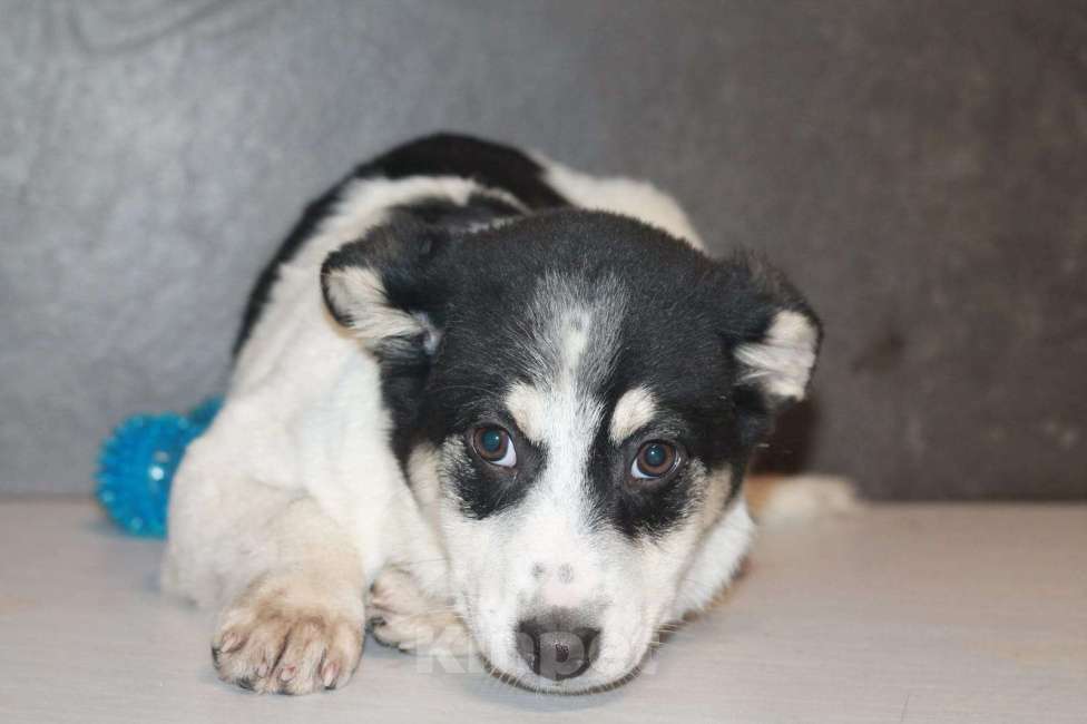 Собаки в Липецке: Ищу щенку Альме преданного человека Девочка, 500 руб. - фото 6