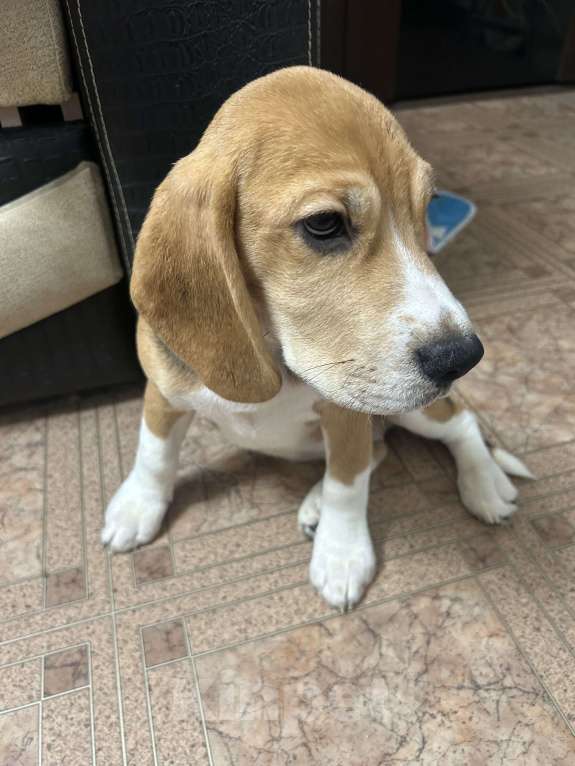 Собаки в Волжском: Продаются щенки  Мальчик, 25 000 руб. - фото 4