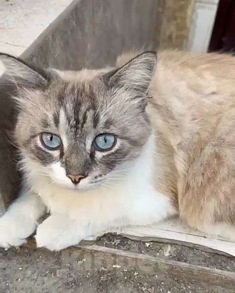 Кошки в Москве: Тайского кота нашли на улице 🆘️ Срочный поиск дома! Мальчик, Бесплатно - фото 2
