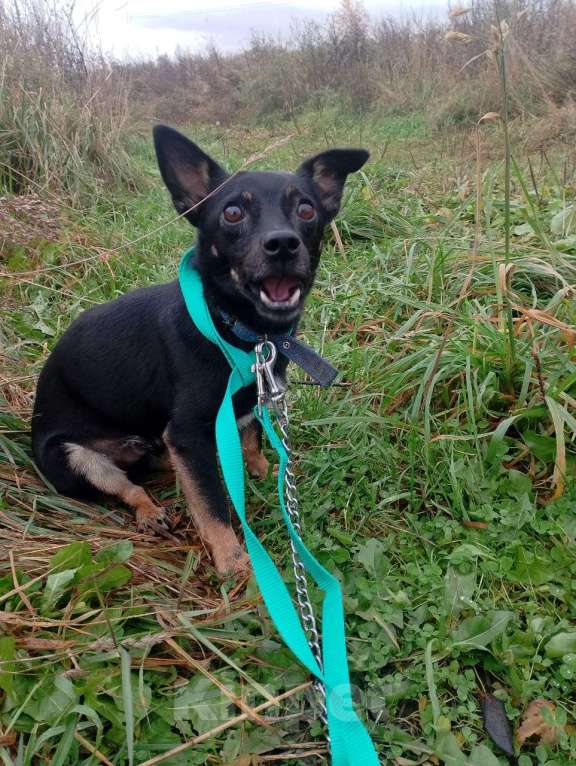 Собаки в Санкт-Петербурге: Маленький трогательный пёсик Мальчик, Бесплатно - фото 4