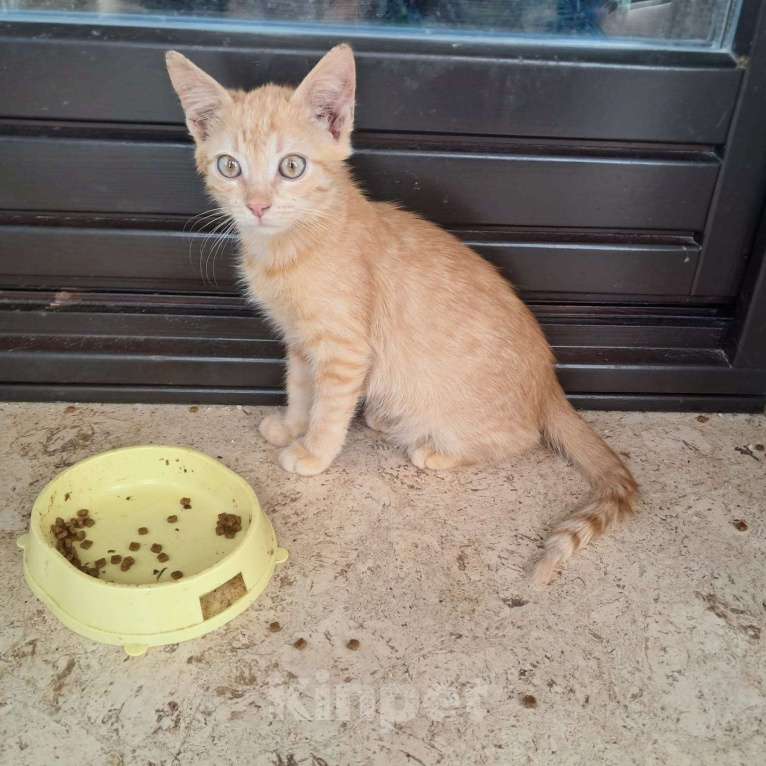 Кошки в Москве: Котенок Абрикос и Персик  2,5 месяца - лучик Крымского солнышка  Мальчик, Бесплатно - фото 3