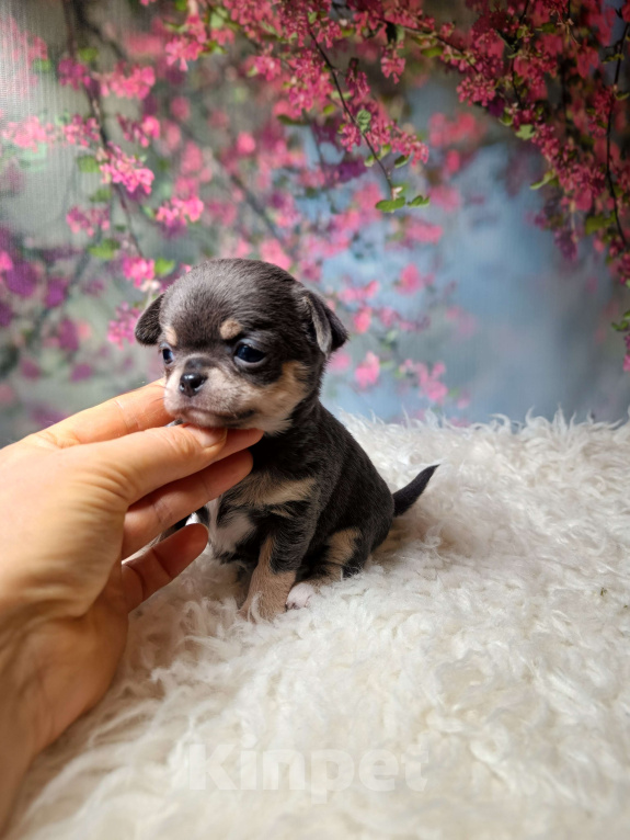 Собаки в Москве: Голубая с подпалом красавица Девочка, 100 000 руб. - фото 7