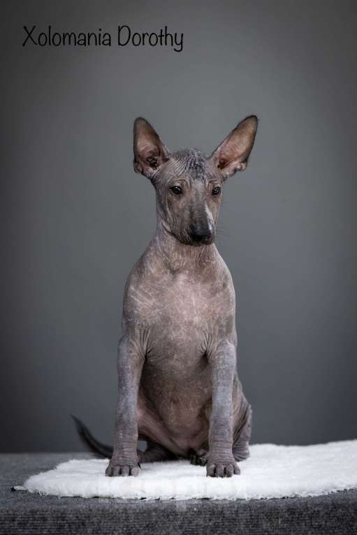 Собаки в Санкт-Петербурге: Щенки ксолоитцкуинтли ( мексиканская голая стандарт)  Мальчик, 120 000 руб. - фото 9