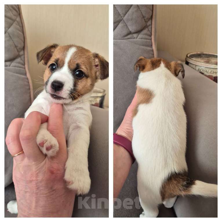Собаки в Архангельске: Джек -Рассел -Терьер Мальчик, Бесплатно - фото 10