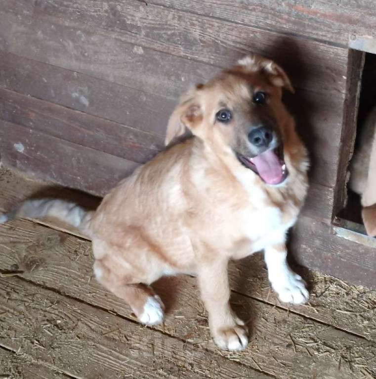 Собаки в Москве: Ласковому щенульке Оскару очень нужны дом и семья Мальчик, Бесплатно - фото 5