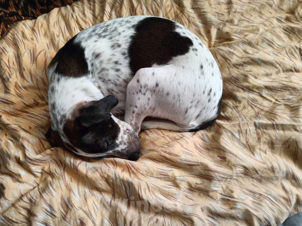 Собаки в Нижнем Тагиле: Ищем добрые руки для щенка Девочка, Бесплатно - фото 4