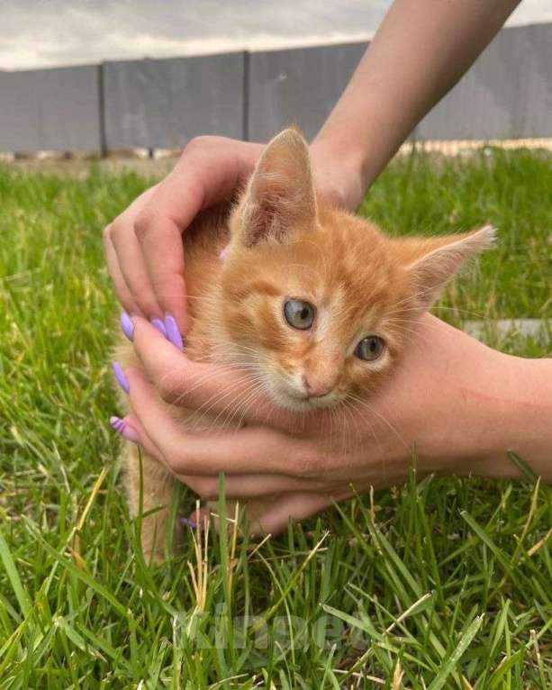 Кошки в Москве: Домашний котенок на улице 🆘️ Срочный поиск дома! Мальчик, Бесплатно - фото 3