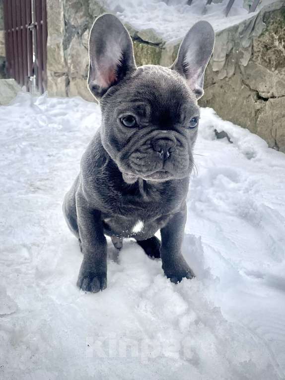 Собаки в других городах Краснодарского края: Французский бульдог в голубом окрасе Мальчик, 35 000 руб. - фото 1