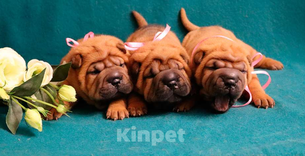 Собаки в Москве: Шарпей щенки девочки Девочка, 60 000 руб. - фото 2