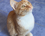 Кошки в Одинцово: Рыжий котенок в добрые руки Девочка, Бесплатно - фото 5