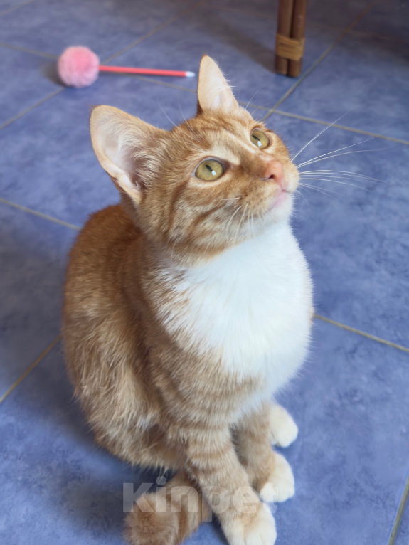 Кошки в Одинцово: Рыжий котенок в добрые руки Девочка, Бесплатно - фото 5