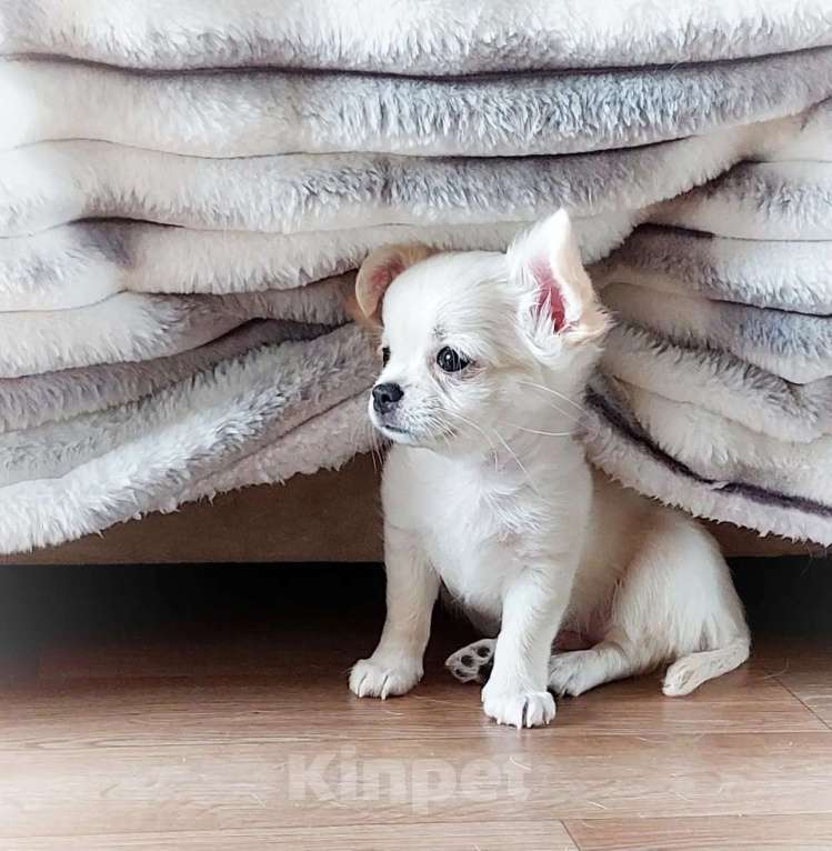 Собаки в Хабаровске: Щенок чихуахуа мальчик Мальчик, Бесплатно - фото 2