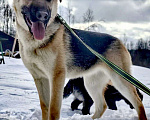 Собаки в других городах Московской области: Герда ищет дом Девочка, Бесплатно - фото 2