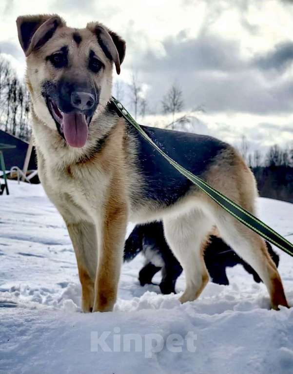 Собаки в других городах Московской области: Герда ищет дом Девочка, Бесплатно - фото 2