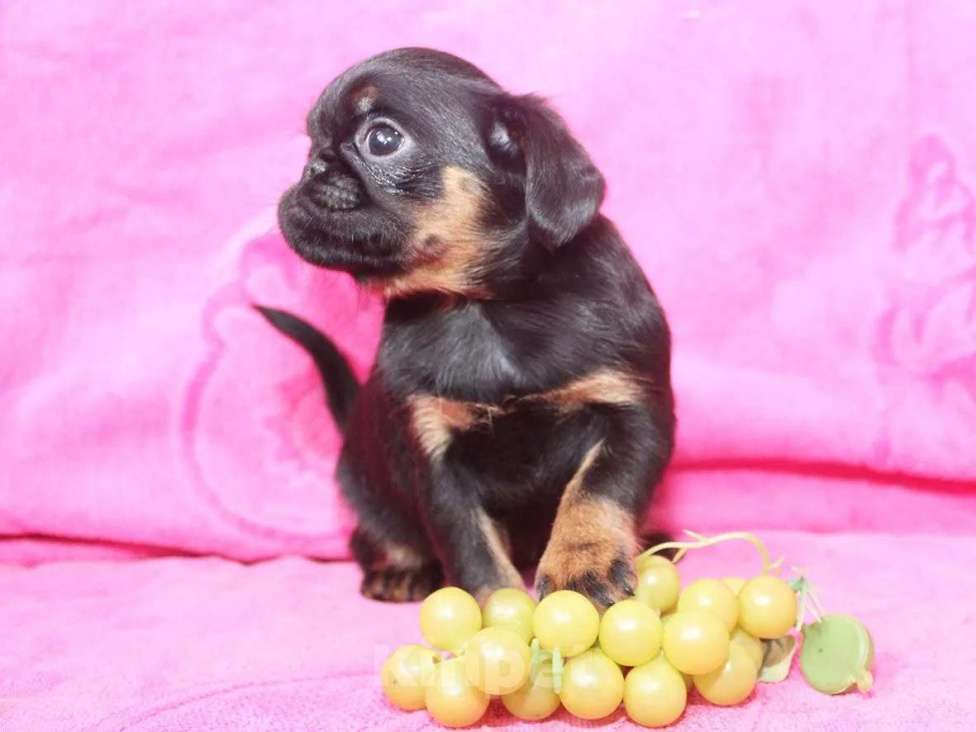 Собаки в Санкт-Петербурге: Шалунья Девочка, 80 000 руб. - фото 6