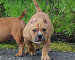 Собаки в Якутске: Подрастают наши булочки Разнополые, Бесплатно - фото 3