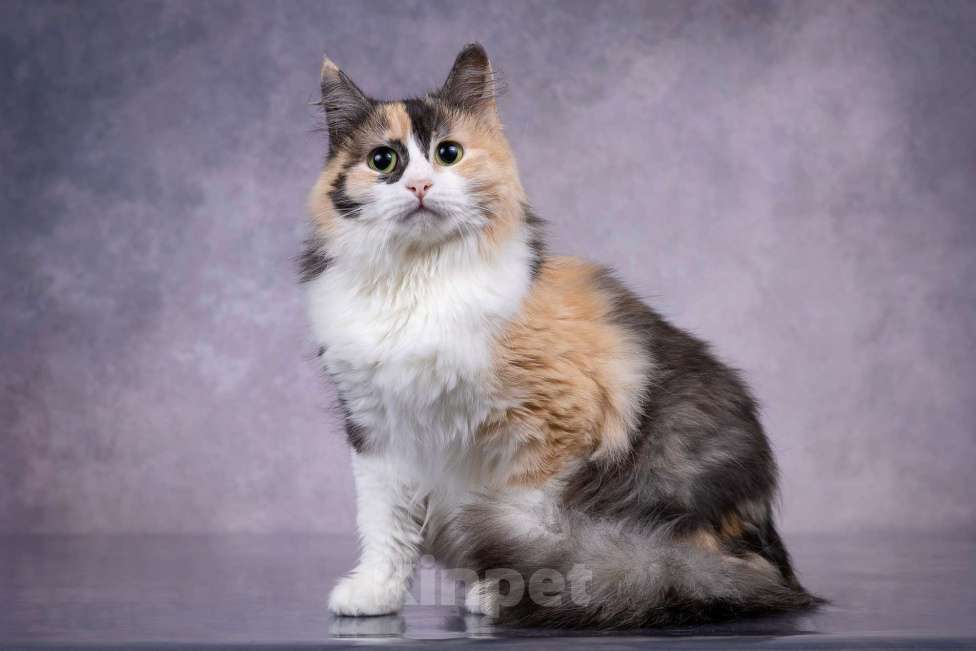 Кошки в Москве: Мотли в добрые руки  Девочка, Бесплатно - фото 5