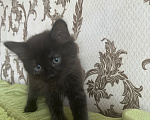 Кошки в Можайске: Котики мальчики Мальчик, 10 руб. - фото 2