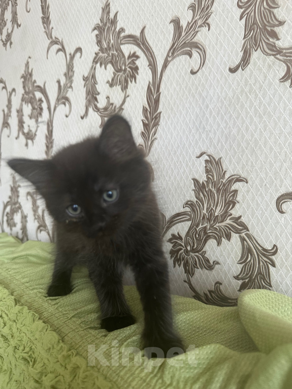 Кошки в Можайске: Котики мальчики Мальчик, 10 руб. - фото 2