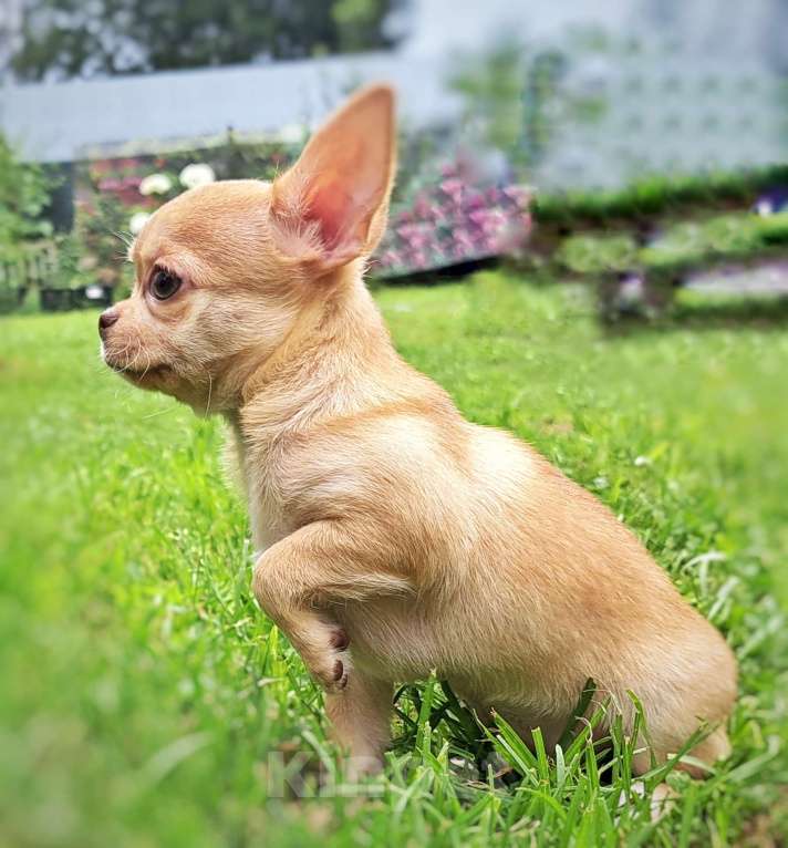 Собаки в Москве: Амур Сердцеед Мальчик, 40 000 руб. - фото 3