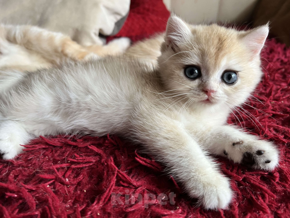 Кошки в Воронеже: Нежный, ласковый мальчик  Мальчик, 40 000 руб. - фото 4