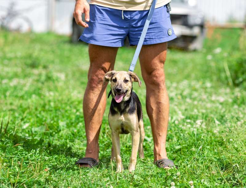 Собаки в Москве: Щенок Глория ищет семью Девочка, 1 руб. - фото 9