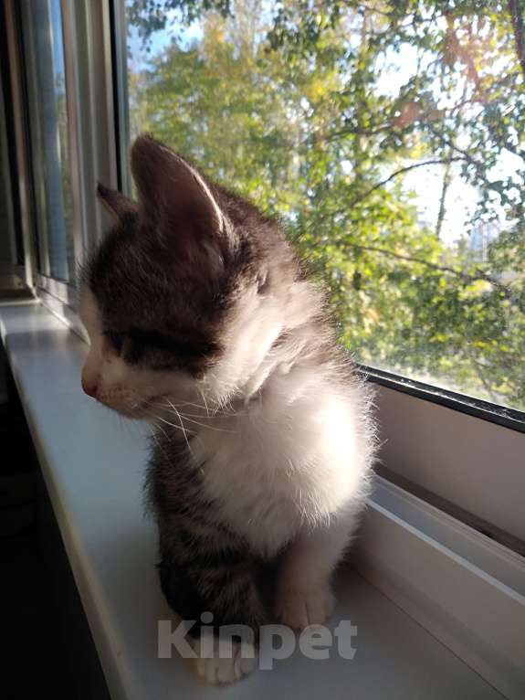 Кошки в Санкт-Петербурге: Котенок девочка Девочка, Бесплатно - фото 4