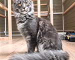 Кошки в других городах Ленинградской области: Котенок мейн-кун Девочка, 15 000 руб. - фото 1