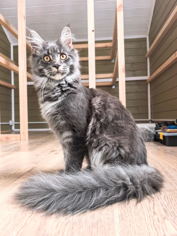 Кошки в других городах Ленинградской области: Котенок мейн-кун Девочка, 15 000 руб. - фото 1